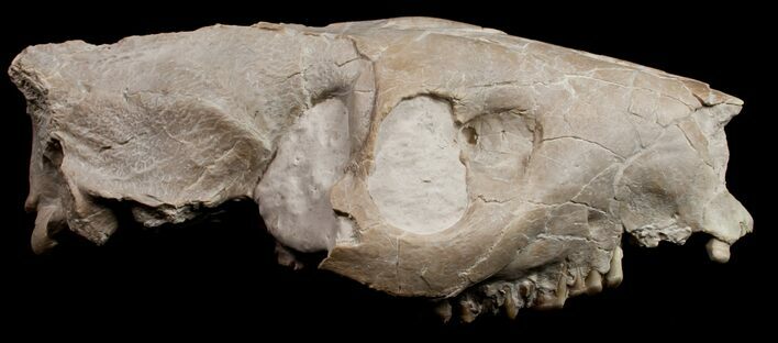 Partial Oreodont (Merycoidodon) Skull - Nebraska #10692